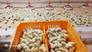 El núcleo de producción de Redondo alojará 448.000 aves por ciclo